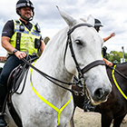 Exercise Paro - National Mounted Training Day