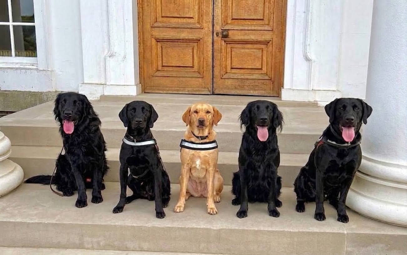 Drug detection dogs