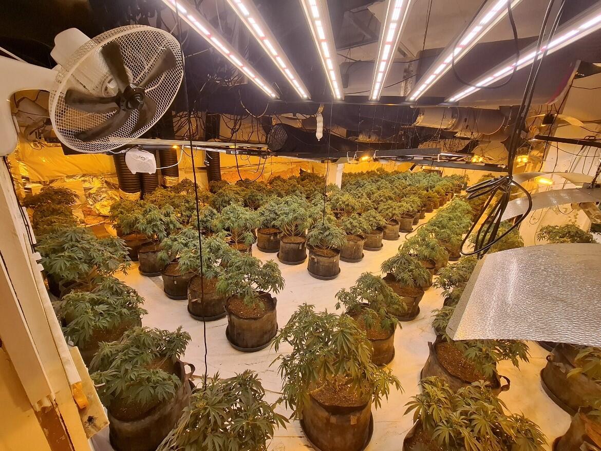 Cannabis factory in Slough BHS